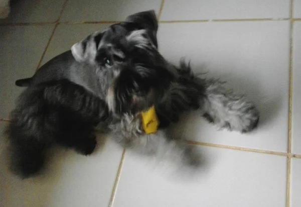 Final feliz para Zingo. Dono acha cachorro que estava desaparecido. Veja filme do reencontro