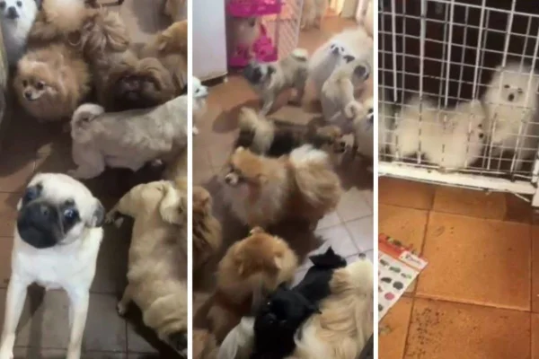 Imagem colorida mostra montagem de três fotos lado a lado com cachorros de pequeno porte - Metrópoles