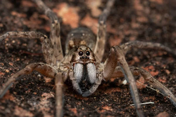 Aranha lobo em ambiente natural