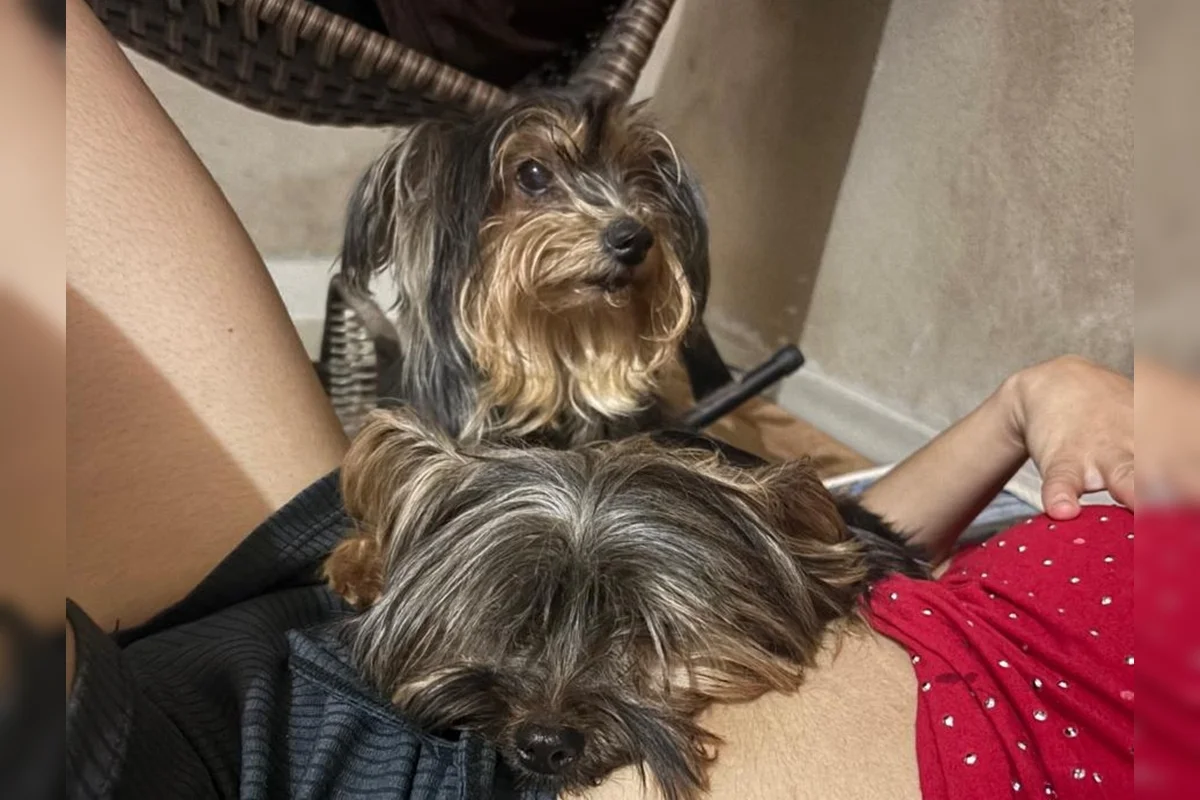 A ausência do animal tem impactado a família, especialmente o filho de Lilian, de 7 anos, que sente muita falta da cachorrinha A ausência do animal tem impactado a família, especialmente o filho de Lilian, de 7 anos, que sente muita falta da cachorrinha