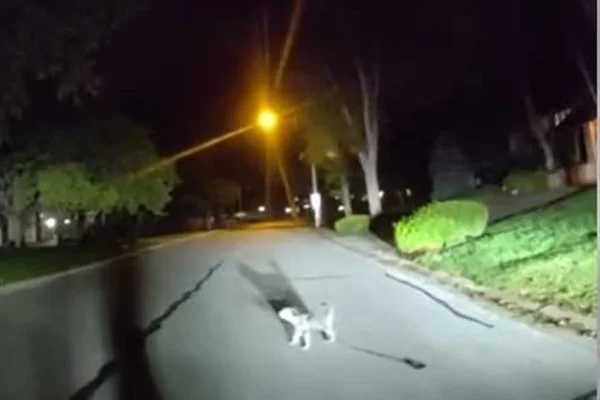 Cachorro ajuda policiais a encontrar tutor caído em casa nos Estados Unidos