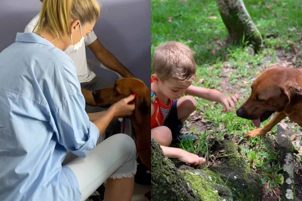 montagem com foto de ana hickmann acariciando cachorro e foto de criança brincando com cachorro - metrópoles