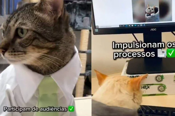 Imagem colorida de gatas estagiárias