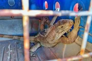 Agora, animal está aos cuidados do Ibama