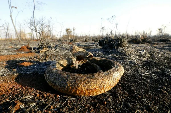 Área queimada em agosto no DF equivale a 35% da região tombada