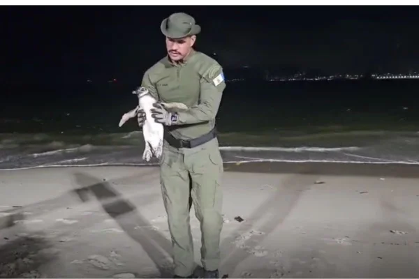 Pinguim é resgatado em praia de Niterói. Vídeo