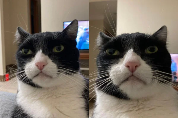 Montagem de duas imagens coloridas de gato frajola