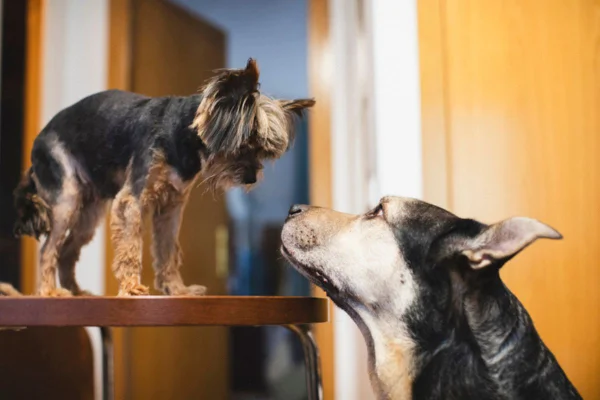 Imagem colorida de dois cães se observando