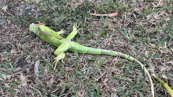 Foto de iguana-verde caída no chão durante frio extremo na Flórida