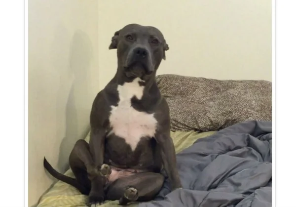 Cachorrinha é flagrada roubando ração para dar a outros cachorros