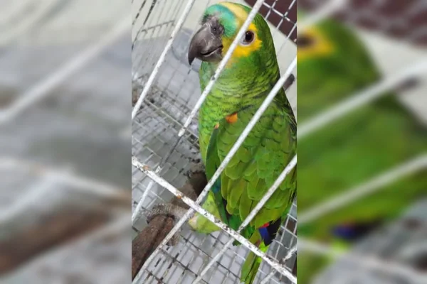 Em operação, PMDF resgata 25 aves silvestres com sinais de maus-tratos