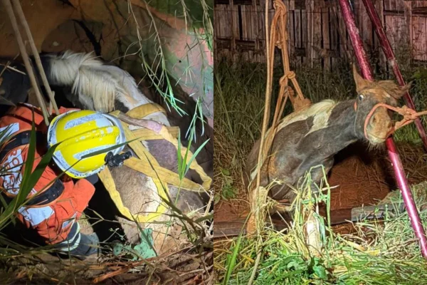 Égua cai em cisterna abandonada e é resgatada por bombeiros