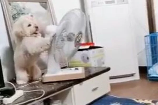 Poodle muda direção do ventilador e viraliza