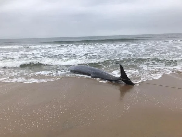Baleia morre após encalhar em praia de Santa Catarina