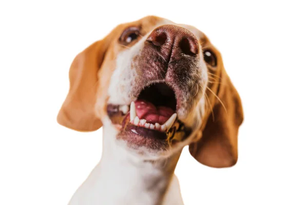 cachorro