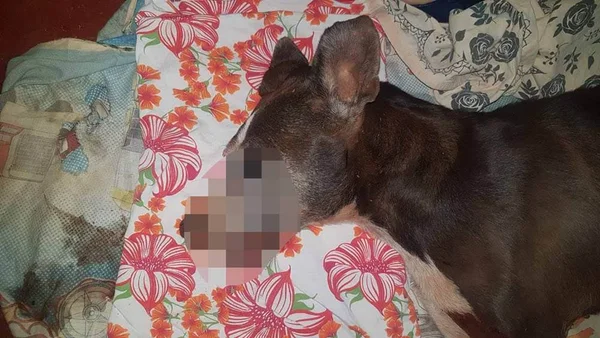 goias homem arrasta cachorro em moto