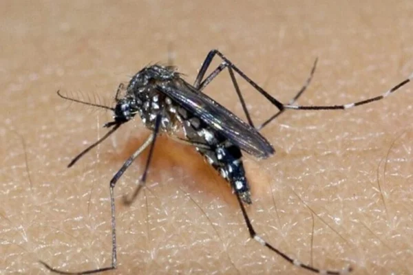 Mosquito chikungunya