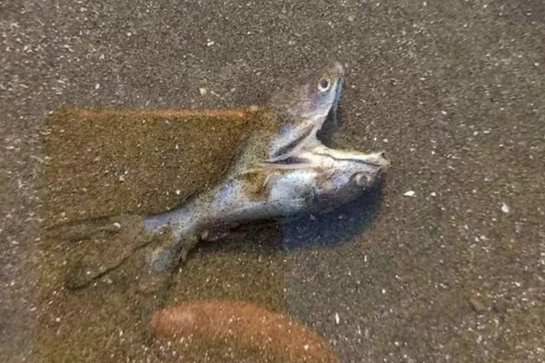 Peixe raro praia SP