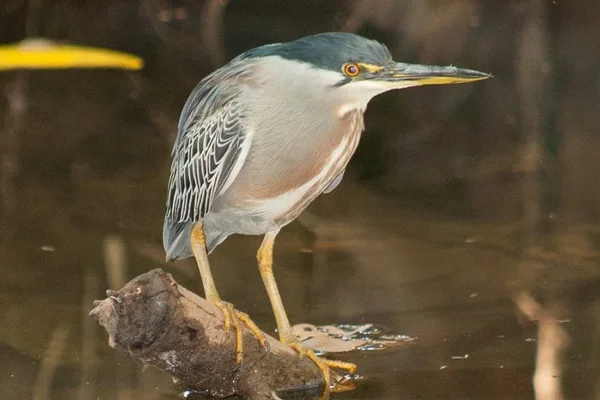 Fotógrafos registram 328 espécies de aves em Águas Emendadas