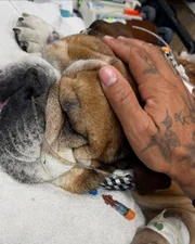 Roscoe, pet de Lewis Hamilton, foi colocado em coma induzido