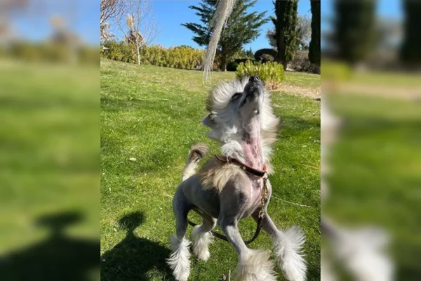 Cadela de Cristiano Ronaldo provoca reações na rede: “Muito feia”