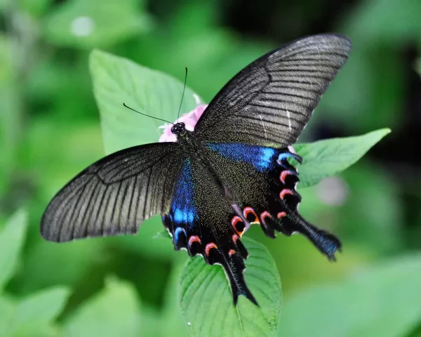 borboleta Luzon Peacock Swallowtail