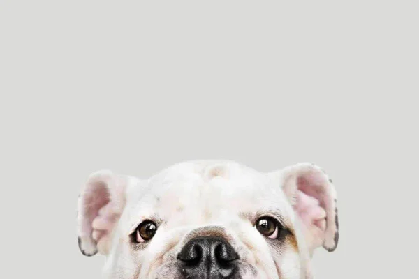 Cachorro com mancha de lágrima