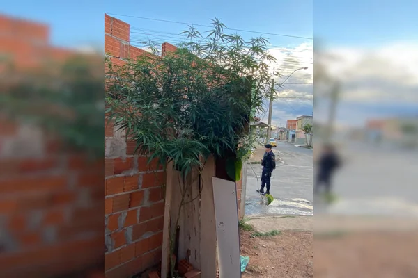 pé de maconha