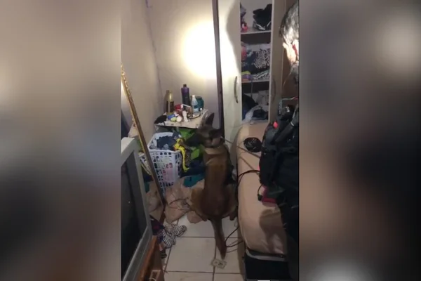 cachorro em apartamento