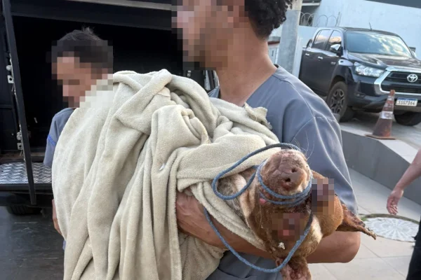 Maus-tratos: pit-bull é esfaqueada e abandonada em lixão do DF