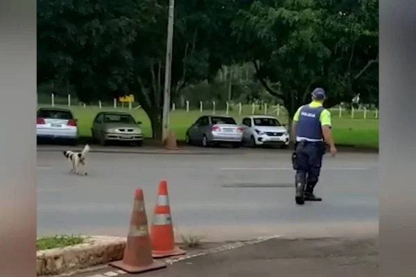 Policial militar ajuda cachorro a atravessar a BR-060 no DF