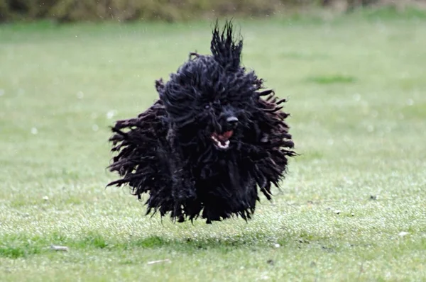 raça de cachorro puli