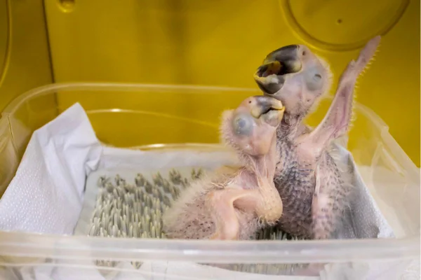 A arara-azul-de-lear faz parte do Programa de Conservação do Zoológico de São Paulo. Os filhotes nasceram em 17 e 20 de fevereiro deste ano - Metrópoles