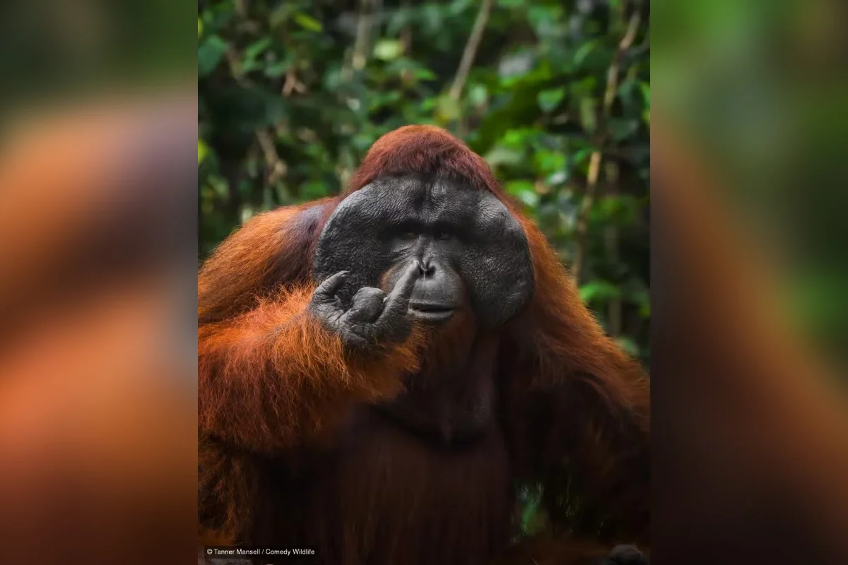 “Orangutan with Attitude”, de Tanner Mansell “Orangutan with Attitude”, de Tanner Mansell