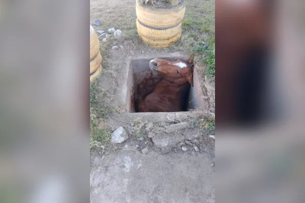 Égua em fossa