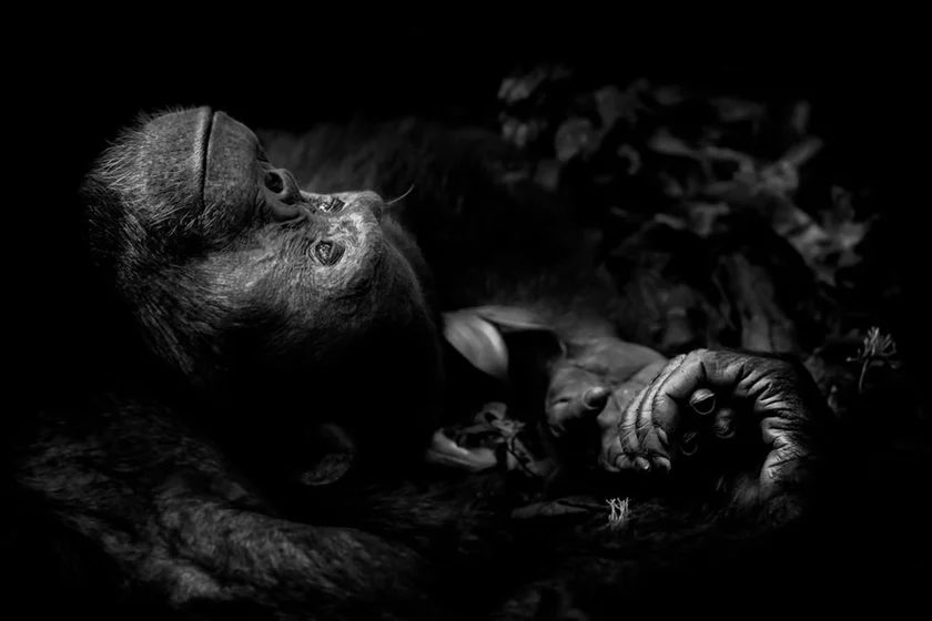 Animal Portraits category - Contemplation by Peter Delaney Animal Portraits category - Contemplation by Peter Delaney