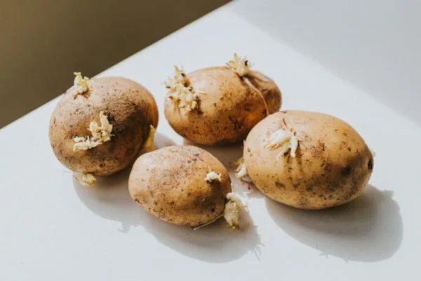 Foto colorida de batata com broto