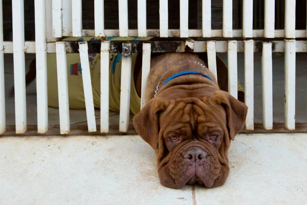 Foto colorida de cachorro vítima de maus-tratos; PL quer tratar crimes que resultam em morte como crime hediondo - Metrópoles