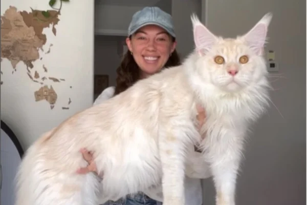 Gato gigante no colo de tutora