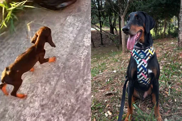 montagem colorida de cão resgatado