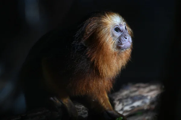 Mico-leão-dourado: Quais são os animais que correm mais risco de extinção no Brasil
