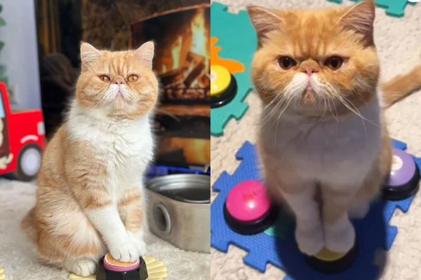 Gato "vidente" viraliza com “previsão” sobre diabetes e envelhecimento