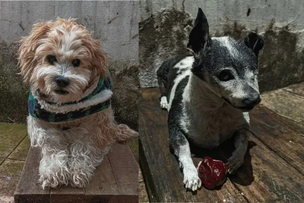 Cachorro com roupa ao lado de um cachorro sem olho