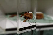 O cão foi acolhido, porém morreu