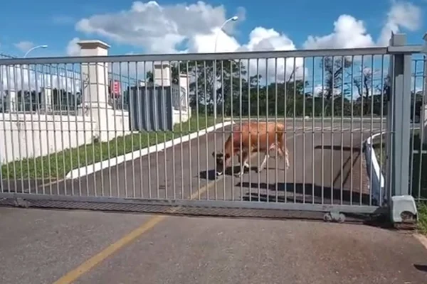 Vaca é vista caminhando pelo Lago Sul