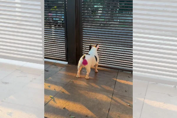 Foto colorida de dois cachorros - Metrópoles