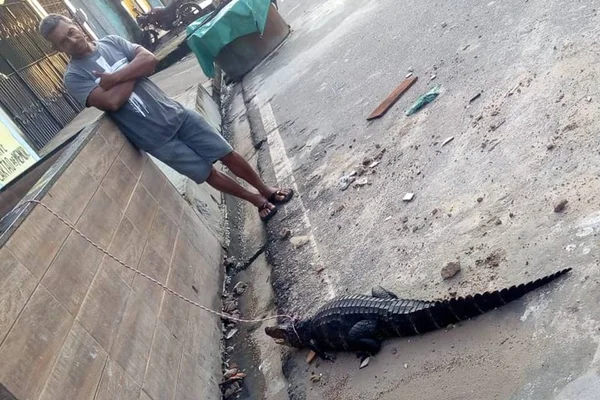 Jacaré é colocado em coleira ao ser flagrado passeando pelas ruas