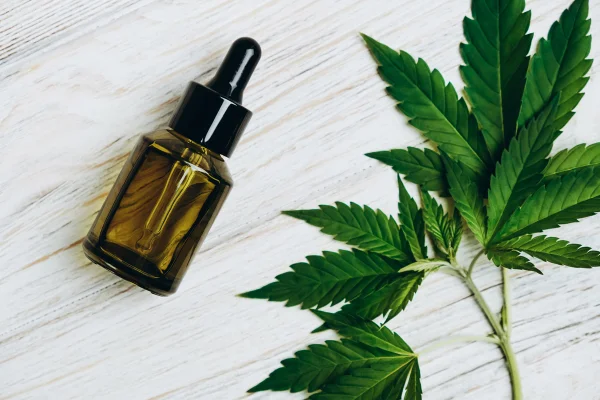 Foto de folhas verdes de cannabis e frasco de óleo CBD sobre uma superfície escura - Estudo indica que a cannabis não alivia a dor neuropática crônica - Metrópoles