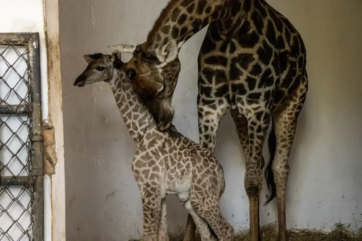 Comprovante de votação garante entrada gratuita no Zoo SP neste domingo - imagem 7 Comprovante de votação garante entrada gratuita no Zoo SP neste domingo - imagem 7