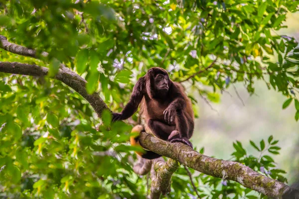 Imagem colorida mostra macaco em árvores - Metrópoles
